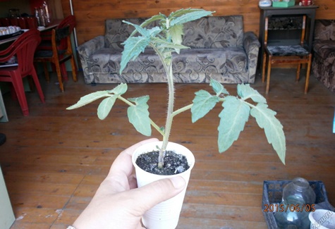 tomatplantor Nastya sibiryachka