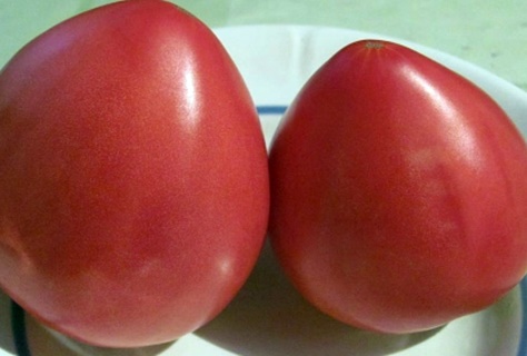 la aparición de un tomate siberia de peso pesado