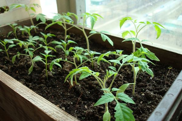 Seedlings of tomatoes