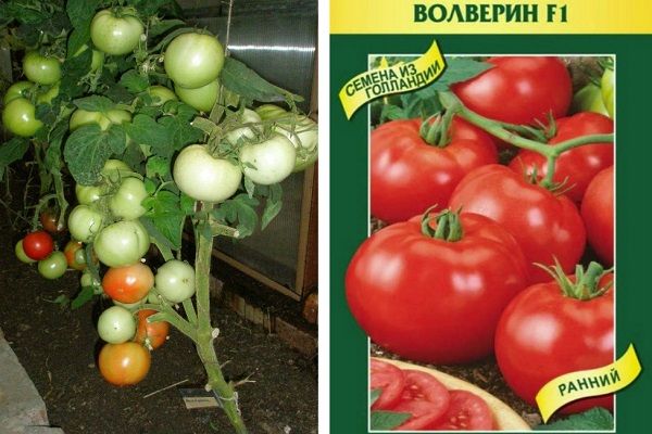 Tomato hybrids