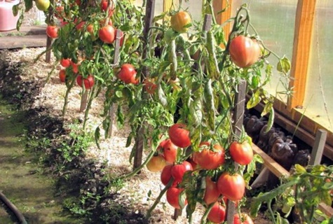 ντομάτες βαρέων βαρών Σιβηρία στο θερμοκήπιο