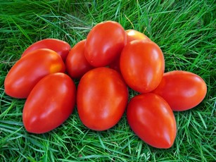 tomatenprinses op het gras