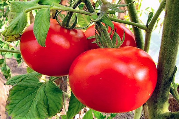 paradajkový astrakhan