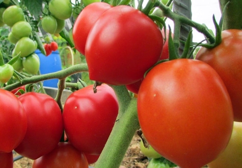 pomidorų krūmai Budenovka