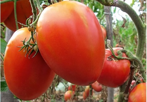 księżniczka krzewów pomidorów