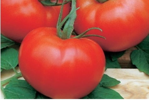sự xuất hiện của cà chua la la fa