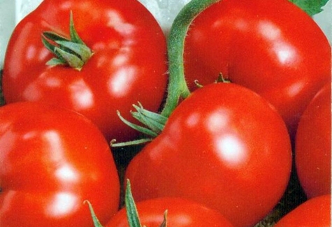 pomidorų derlius 100 procentų f1