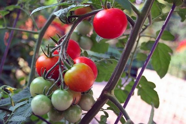 tomato bushes