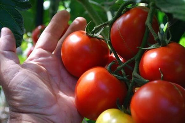 đất trồng cà chua