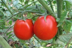 A seedless way of growing certain varieties of tomatoes in the open field