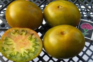 Charakterystyka i opis odmiany pomidora Bagno, plon