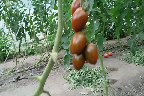 tomate cherry negro