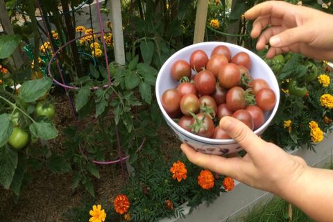 uzgoj rajčice