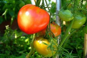 Beskrivning och utbyte av Danko-tomatsorten