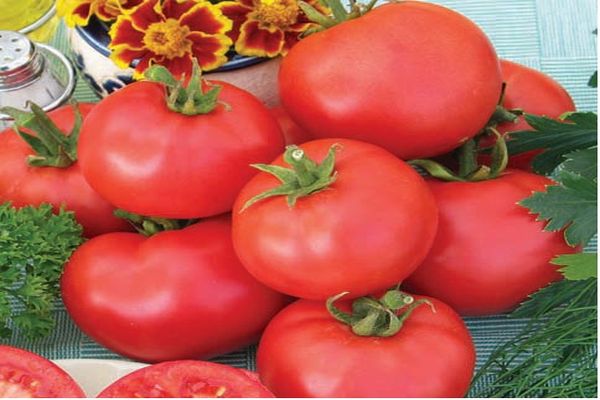 teelt van tomatensoorten