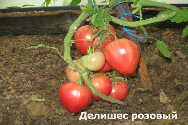 Kenmerken en beschrijving van de tomatensoort Delicious