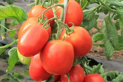 creciente dulzura de tomate bebé