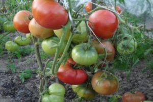 Champion EM pomidorų veislės charakteristikos ir aprašymas, derlius