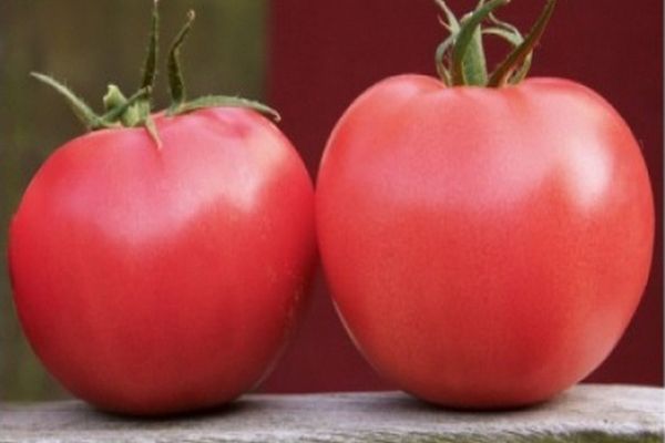 odling av tomatkultivar