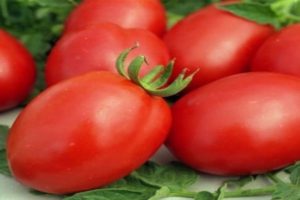 Tomaattilajikkeen kuvaus ja ominaisuudet