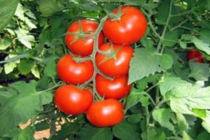 Description and characteristics of the tomato variety General