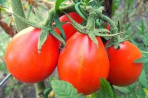 Description et caractéristiques de la variété de tomate Red Pear