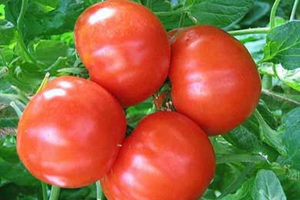 Khlynovsky tomatoes