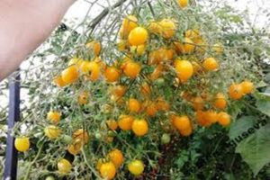 Caratteristiche e descrizione della varietà di pomodoro Ildi