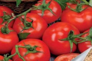 Descripción de la variedad de tomate Katrina f1 y sus características.