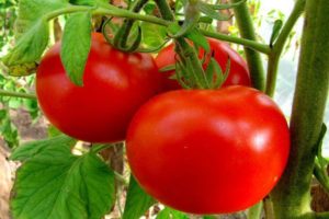 Περιγραφή της ποικιλίας ντομάτας Κόκκινα μάγουλα και τα χαρακτηριστικά της
