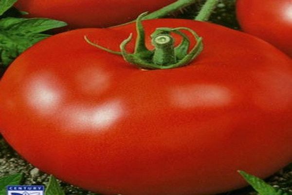 tomatrosa kinder