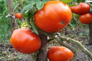 Περιγραφή της ποικιλίας ντομάτας Kum και χαρακτηριστικά