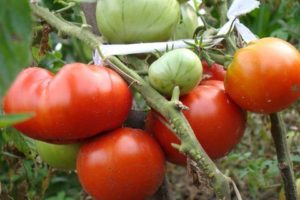 Pomidorų veislės „Lev Tolstoy“ aprašymas, žemės ūkio technologijos ypatybės