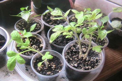 tomatväxande plantor