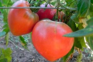 Popis odrůdy rajčat Oblíbená dovolená, její výnos