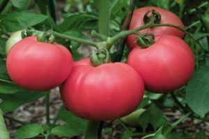 Description and characteristics of the tomato variety Love F1