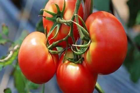 pomidorų meilė auga