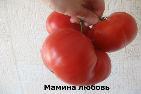 l'amour de maman tomate