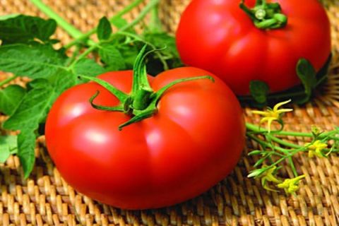 majitos tomatoes