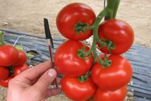Egenskaper och beskrivning av tomatsorten Mahitos F1