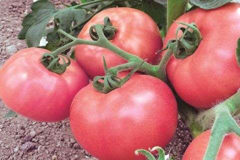 główny gatunek pomidora