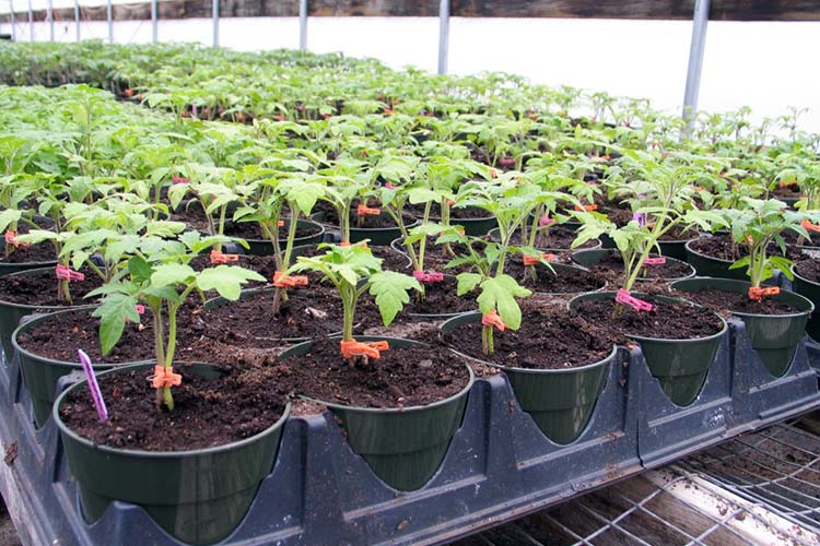 tomatplanter i et drivhus