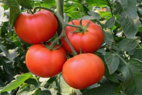 laistyti pomidorus
