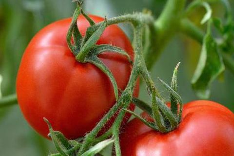 pielęgnacja pomidorów