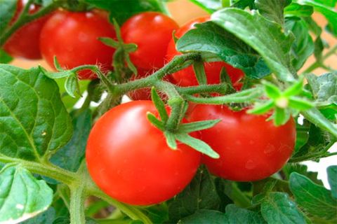 zwycięstwo pomidorów