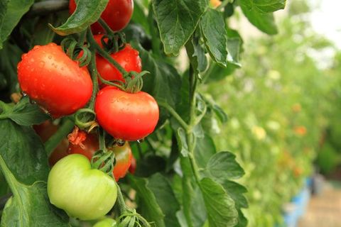 Característica de los tomates
