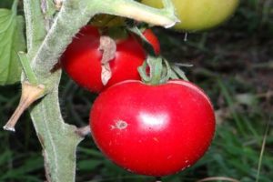 Caratteristiche e descrizione della varietà di pomodoro Bucaneve, la sua resa