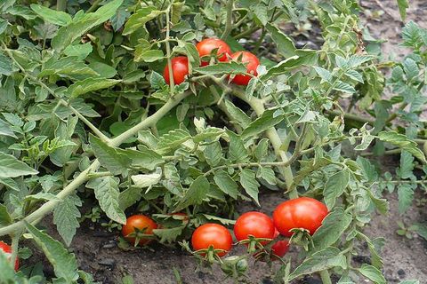 característico de los tomates