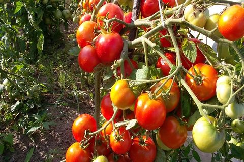 krzewy pomidorów