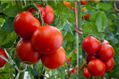 tomate demi-rapide